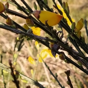 Cytisus scoparius subsp. scoparius at Fadden, ACT - 17 Sep 2023 07:18 AM