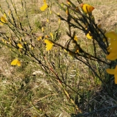 Cytisus scoparius subsp. scoparius at Fadden, ACT - 17 Sep 2023