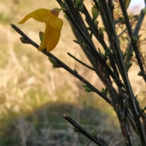 Cytisus scoparius subsp. scoparius at Fadden, ACT - 17 Sep 2023 07:18 AM