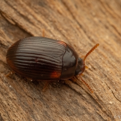 Platydema sp. (genus) (A darkling beetle) at Namadgi National Park - 16 Sep 2023 by living