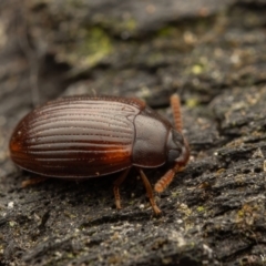 Platydema sp. (genus) at Cotter River, ACT - 16 Sep 2023