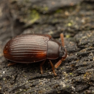 Platydema sp. (genus) at Cotter River, ACT - 16 Sep 2023 10:16 PM