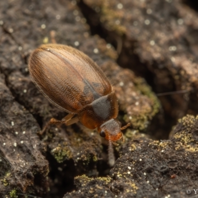 Leiodidae sp. (family) (A round fungus beetle) at Cotter River, ACT - 16 Sep 2023 by living