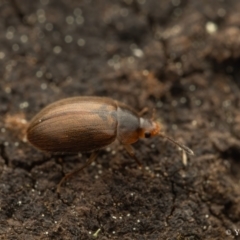 Leiodidae sp. (family) at Cotter River, ACT - 16 Sep 2023