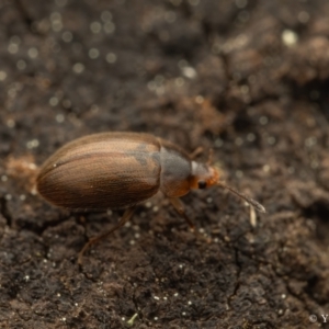 Leiodidae sp. (family) at Cotter River, ACT - 16 Sep 2023