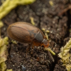 Leiodidae sp. (family) at Cotter River, ACT - 16 Sep 2023