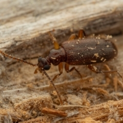 Anthicinae (subfamily) (Ant-like flower beetles, ant-like beetles) at Cotter River, ACT - 16 Sep 2023 by living