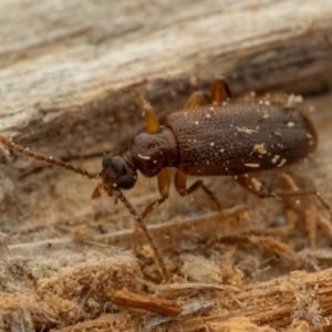 Anthicinae (subfamily) at Cotter River, ACT - 16 Sep 2023 08:53 PM