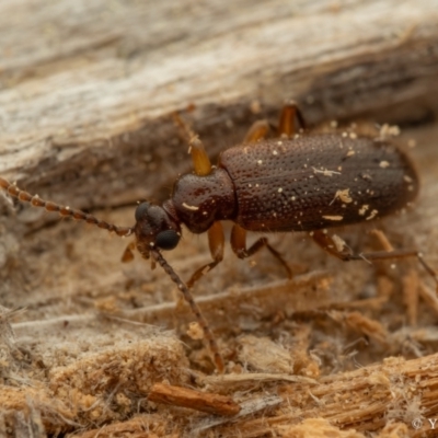 Anthicinae (subfamily) (Ant-like flower beetles, ant-like beetles) at Cotter River, ACT - 16 Sep 2023 by living