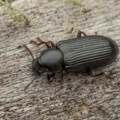 Kaszaba sp. (genus) (Darkling beetle) at Cotter River, ACT - 16 Sep 2023 by living