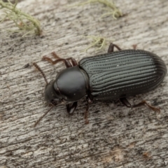Kaszaba sp. (genus) (Darkling beetle) at Cotter River, ACT - 16 Sep 2023 by living