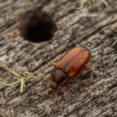 Periptyctus sp. (genus) (A minute hooded beetle) at Cotter River, ACT - 16 Sep 2023 by living