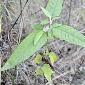 Olearia lirata at Stromlo, ACT - 17 Sep 2023