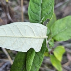 Olearia lirata at Stromlo, ACT - 17 Sep 2023