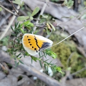 Gastrophora henricaria at Stromlo, ACT - 17 Sep 2023 07:11 AM