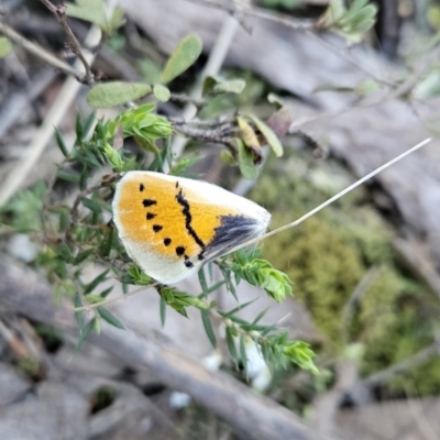 Gastrophora henricaria (Fallen-bark Looper, Beautiful Leaf Moth) at Block 402 - 16 Sep 2023 by BethanyDunne