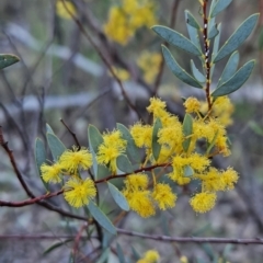 Acacia buxifolia subsp. buxifolia (Box-leaf Wattle) at Stromlo, ACT - 17 Sep 2023 by BethanyDunne