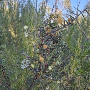 Acacia ulicifolia at Stromlo, ACT - 17 Sep 2023 07:23 AM