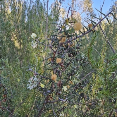 Acacia ulicifolia (Prickly Moses) at Block 402 - 16 Sep 2023 by BethanyDunne