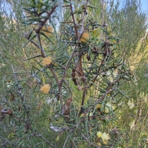 Acacia ulicifolia at Stromlo, ACT - 17 Sep 2023