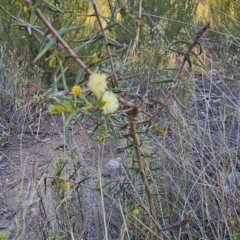 Acacia ulicifolia at Stromlo, ACT - 17 Sep 2023 07:23 AM