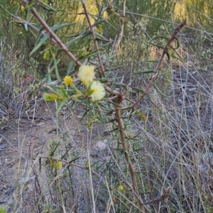 Acacia ulicifolia at Stromlo, ACT - 17 Sep 2023 07:23 AM