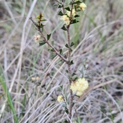 Acacia gunnii (Ploughshare Wattle) at Stromlo, ACT - 16 Sep 2023 by BethanyDunne