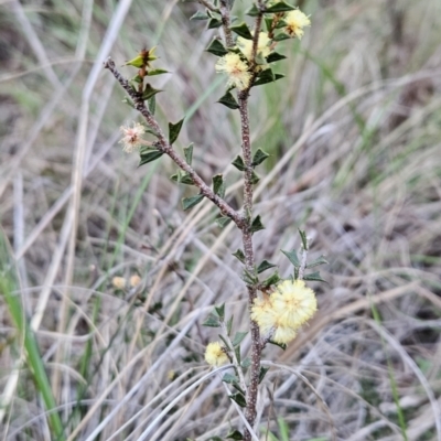 Acacia gunnii (Ploughshare Wattle) at Block 402 - 16 Sep 2023 by BethanyDunne