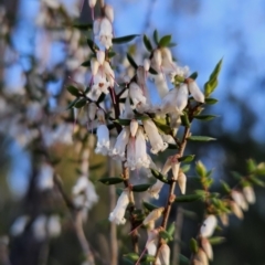 Leucopogon fletcheri subsp. brevisepalus (Twin Flower Beard-Heath) at Denman Prospect, ACT - 16 Sep 2023 by BethanyDunne