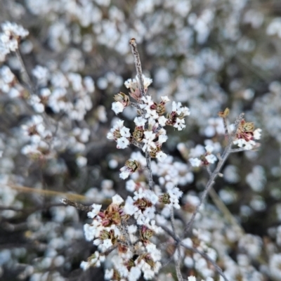 Leucopogon attenuatus (Small-leaved Beard Heath) at Stromlo, ACT - 16 Sep 2023 by BethanyDunne
