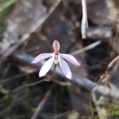 Caladenia fuscata (Dusky Fingers) at Stromlo, ACT - 17 Sep 2023 by BethanyDunne