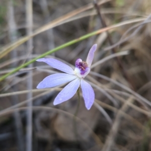 Cyanicula caerulea at Stromlo, ACT - suppressed