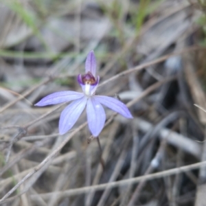 Cyanicula caerulea at Stromlo, ACT - 17 Sep 2023