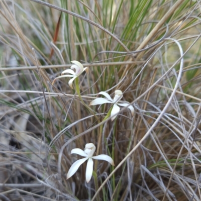 Caladenia ustulata (Brown Caps) at Stromlo, ACT - 16 Sep 2023 by BethanyDunne