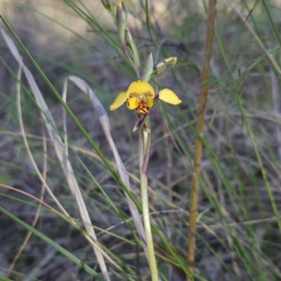 Diuris sp. (A Donkey Orchid) at Stromlo, ACT - 17 Sep 2023 by BethanyDunne