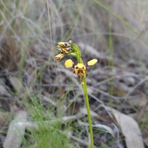 Diuris pardina at Stromlo, ACT - suppressed