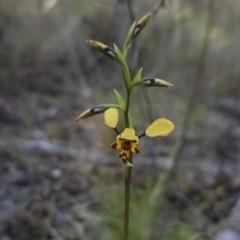 Diuris pardina (Leopard Doubletail) at Block 402 - 16 Sep 2023 by BethanyDunne