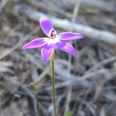Glossodia major (Wax Lip Orchid) at Stromlo, ACT - 16 Sep 2023 by BethanyDunne