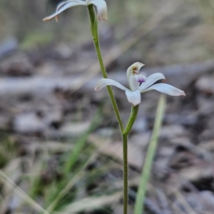 Caladenia ustulata at Stromlo, ACT - 17 Sep 2023