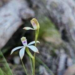 Caladenia ustulata (Brown Caps) at Stromlo, ACT - 17 Sep 2023 by BethanyDunne