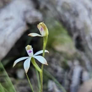 Caladenia ustulata at Stromlo, ACT - suppressed