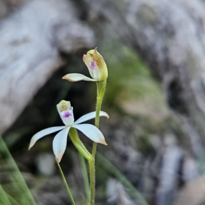 Caladenia ustulata (Brown Caps) at Stromlo, ACT - 16 Sep 2023 by BethanyDunne