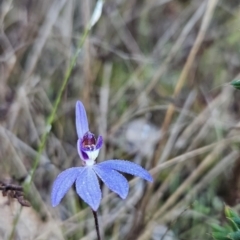 Cyanicula caerulea (Blue Fingers, Blue Fairies) at Block 402 - 16 Sep 2023 by BethanyDunne