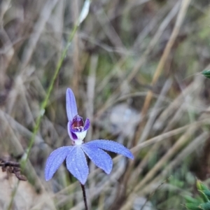 Cyanicula caerulea at Stromlo, ACT - 17 Sep 2023