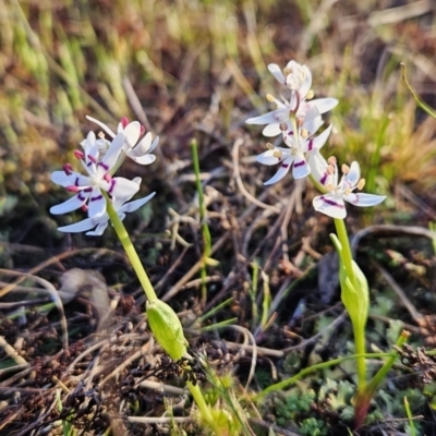 Wurmbea dioica subsp. dioica (Early Nancy) at Piney Ridge - 16 Sep 2023 by BethanyDunne