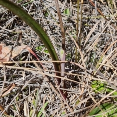 Thelymitra (Genus) (Sun Orchid) at Jerrabomberra, ACT - 17 Sep 2023 by Mike