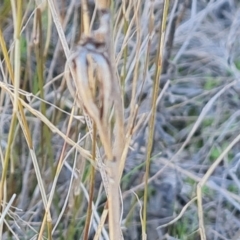 Thelymitra sp. at Jerrabomberra, ACT - suppressed