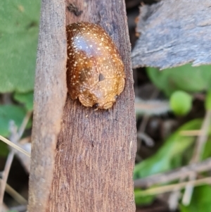 Paropsis variolosa at Jerrabomberra, ACT - 17 Sep 2023 11:10 AM