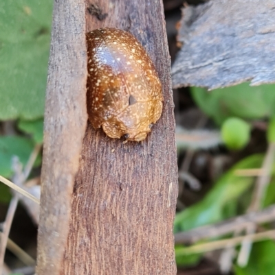 Paropsis variolosa (Variolosa leaf beetle) at Isaacs Ridge and Nearby - 17 Sep 2023 by Mike