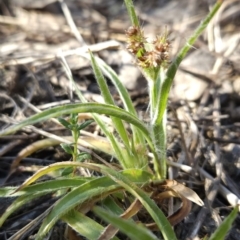 Luzula meridionalis (Common Woodrush) at Block 402 - 16 Sep 2023 by BethanyDunne